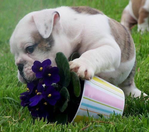 very cute black and white Bulldog puppy avail 484 816-4272 Image eClassifieds4u