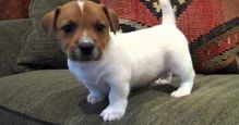 Pure-bred Jack Russell Terrier!!text us at (443) 863-9158