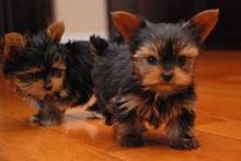 Adorable Yorkie Puppies