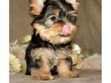 Cute Yorkie puppies