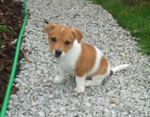 Jack Russel Puppies For A Wonderful family,12 Weeks Old!!text us at (443) 863-9158