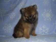 Priceless Pomeranian Puppy For Adoption