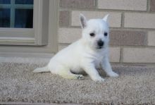 purebred West Highland Terrier Puppies for a loving and caring home