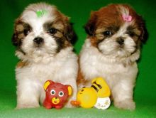 Shih Tzu Puppies Available