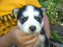 Siberian Huskies!.(587) 773-4668
