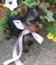 Two adorable 10 week old puppies Yorkie