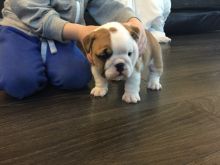 We have male and Female English bulldogs