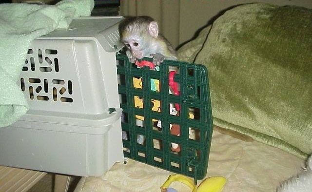 Amazing Capuchin Monkeys Image eClassifieds4u