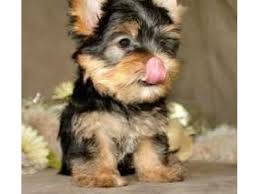 Cute Yorkie puppies Image eClassifieds4u