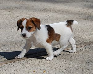 Lovely Jack Russell puppies for free.!!text us at (443) 863-9158 Image eClassifieds4u