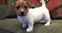 Pure-bred Jack Russell Terrier!!text us at (443) 863-9158 Image eClassifieds4U