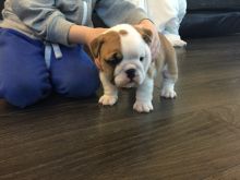 English Bulldog Puppies Available Image eClassifieds4U