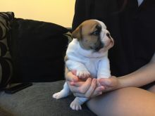 English bulldog puppies for adoption Image eClassifieds4U