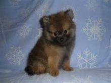 Priceless Pomeranian Puppy For Adoption Image eClassifieds4U