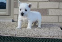 purebred West Highland Terrier Puppies for a loving and caring home Image eClassifieds4u 2