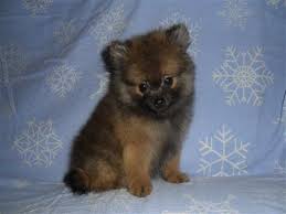 Priceless Pomeranian Puppy For Adoption Image eClassifieds4u