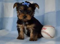Purebred Tiny Yorkie Puppies Image eClassifieds4u