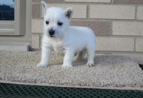 purebred West Highland Terrier Puppies for a loving and caring home Image eClassifieds4u