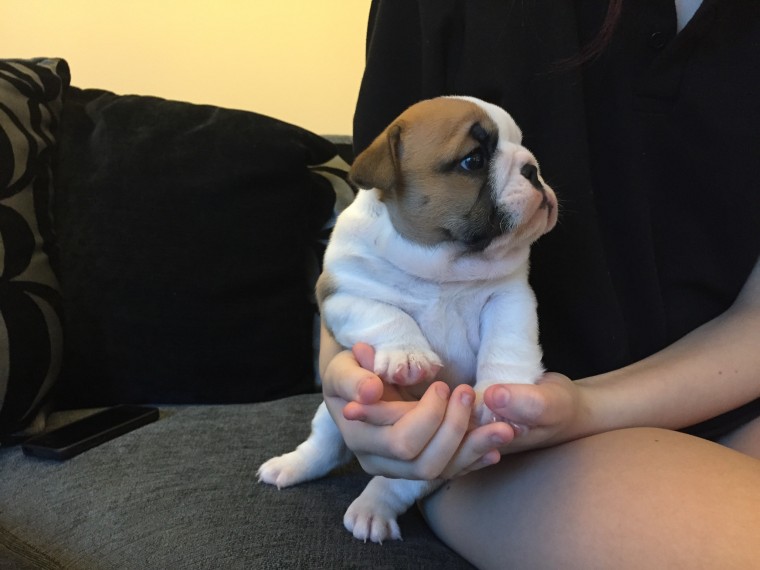 Vet checked Bulldogs 1 / 2 Image eClassifieds4u