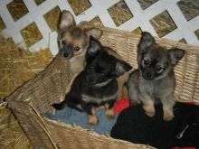 chinese crested puppies