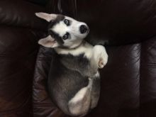 3 month old female Siberian husky for Adoption