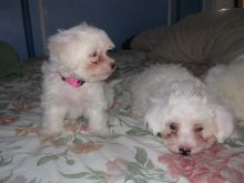 AKC registered Maltese puppies for adoption