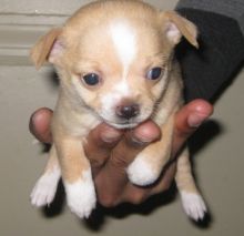 Apple-Head Chihuahua Puppies
