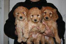 Awesome Standard Goldendoodle Puppies