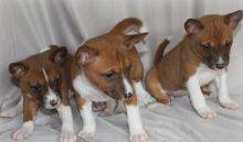 Basenji puppies ready for sale.