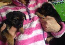 Beautiful Litter Of Border Terrier Pups