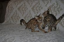Beautiful Serval and F1 Savannah Kittens Available (404) 947-3957