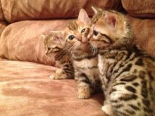 Bengals and Savannah kittens