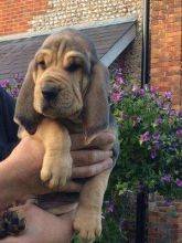 bloodhound puppies