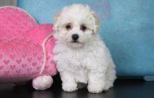 Bolognese puppies available