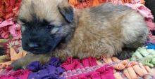Bouvier des Flandres puppies ready