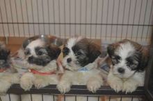 Cairn Terrier Pups