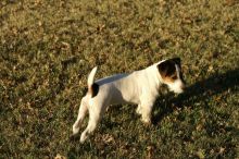 Caring jack russell puppy