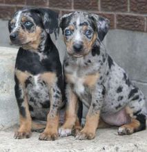 Catahoula Leopard Dog Puppies