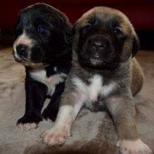Central Asian Shepherd puppies