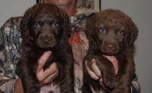 Chesapeake Bay Retriever puppies