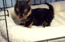 CKC Yorkie Puppy - 10 weeks old Male For Adoption
