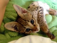 Declawed, microchiped F1 SAVANNAH KITTEN. (404) 947-3957