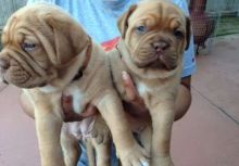 Dogue De Bordeaux puppies available