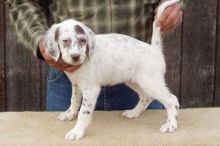 English Setter puppies