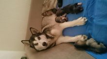 Husky puppies for rehoming