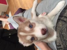 Husky Puppy for Adoption