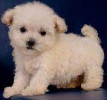 Maltipoo Puppies