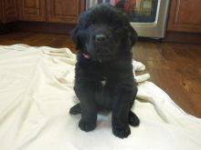 Newfoundland puppies available