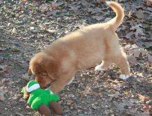 Nova Scotia Duck Tolling Retrieve Puppies