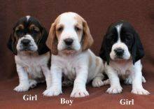 Petit Basset Griffon Vendeen For Sale